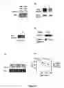 Fig. 09 - Novel cell cycle genes required for mitotic entry