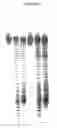 Fig. 03 - Charge tags and the separation of nucleic acid molecules
