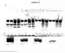Fig. 23 - Charge tags and the separation of nucleic acid molecules