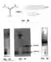 Fig. 05 - Nucleic acid-engineered materials