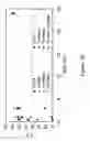 Fig. 10 - Splint-assisted enzymatic synthesis of polyribounucleotides
