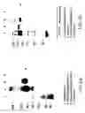 Fig. 08 - Novel GABAB receptor DNA sequences
