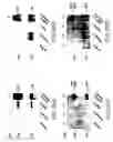 Fig. 32 - Novel GABAB receptor DNA sequences