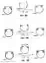 Fig. 08 - Vectors for directional cloning