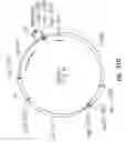 Fig. 28 - Vectors for directional cloning