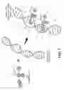 Fig. 04 - Selective ligation and amplification assay