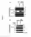 Fig. 08 - G+C-rich binding protein