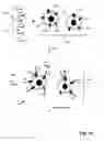 Fig. 02 - ErbB surface receptor complexes as biomarkers