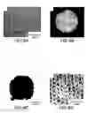 Fig. 28 - Ordered biological nanostructures formed from chaperonin polypeptides