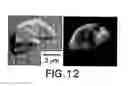 Fig. 32 - Ordered biological nanostructures formed from chaperonin polypeptides