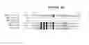 Fig. 15 - Polynucleotides encoding the novel human phosphatase, RET31, and variants thereof