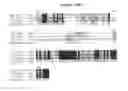 Fig. 22 - Polynucleotides encoding the novel human phosphatase, RET31, and variants thereof
