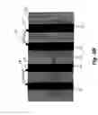 Fig. 08 - Electronic detection of biological molecules using thin layers