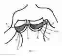 Fig. 02 - Support bra
