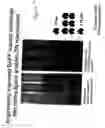 Fig. 16 - BAFF variants and methods thereof
