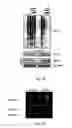 Fig. 05 - Methods for identifying modulators of intracellular aggregate formation