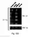 Fig. 20 - Methods for identifying modulators of intracellular aggregate formation