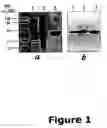Fig. 02 - Compounds useful in inhibiting vascular leakage, inflammation and fibrosis and methods of making and using same