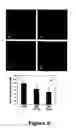 Fig. 06 - Compounds useful in inhibiting vascular leakage, inflammation and fibrosis and methods of making and using same