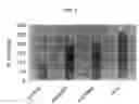 Fig. 02 - Compositions for the improvement of obesity