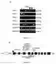 Fig. 06 - Nucleic acid coding for the cgl1 polypeptide and diagnostic and therapeutic application of said nucleic acid and of the cgl1 polypeptide