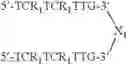 Fig. 131 - Modulation of immunostimulatory properties by small oligonucleotide-based compounds