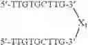 Fig. 136 - Modulation of immunostimulatory properties by small oligonucleotide-based compounds