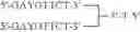 Fig. 79 - Modulation of immunostimulatory properties by small oligonucleotide-based compounds