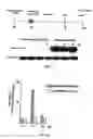 Fig. 06 - Taxane chemosensitivity prediction test