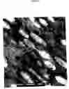 Fig. 02 - Elastic blends comprising crystalline polymer and crystallizable polymers of propylene