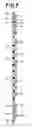 Fig. 08 - Pull-on disposable wearing article