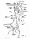 Fig. 02 - Energy based devices and methods for treatment of anatomic tissue defects