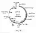 Fig. 06 - Methods and compositions for the production of stably transformed, fertile monocot plants and cells thereof