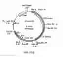Fig. 07 - Methods and compositions for the production of stably transformed, fertile monocot plants and cells thereof
