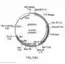 Fig. 08 - Methods and compositions for the production of stably transformed, fertile monocot plants and cells thereof