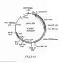 Fig. 09 - Methods and compositions for the production of stably transformed, fertile monocot plants and cells thereof