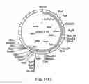 Fig. 22 - Methods and compositions for the production of stably transformed, fertile monocot plants and cells thereof