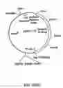 Fig. 28 - Methods and compositions for the production of stably transformed, fertile monocot plants and cells thereof