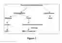 Fig. 02 - Method for plant transformation based on the pollination-fecundation pathway and the products thereof