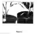 Fig. 04 - Method for plant transformation based on the pollination-fecundation pathway and the products thereof