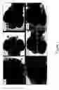 Fig. 02 - Inducing sterility in fish by disrupting the development of the GnRH system