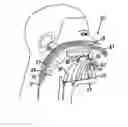 Fig. 01 - Device for the treatment of snoring and obstructive sleep apnea