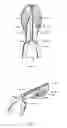Fig. 06 - Dental flosser