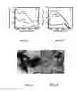 Fig. 08 - Semiconductor-nanocrystal/conjugated polymer thin films