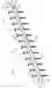 Fig. 02 - Holding strap for curved screwstrip