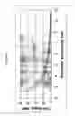 Fig. 04 - Composition of lubricating base oil with high monocycloparaffins and low multicycloparaffins