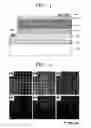 Fig. 02 - Flip-chip light emitting diode and method of manufacturing the same