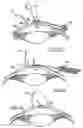 Fig. 07 - System for packaging and handling an implant and method of use
