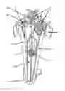 Fig. 01 - Control element for a nuclear reactor