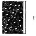 Fig. 04 - Directionally solidified eutectic superalloys for elevated temperature applications